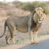 Afbeelding voor Big Five in Afrika