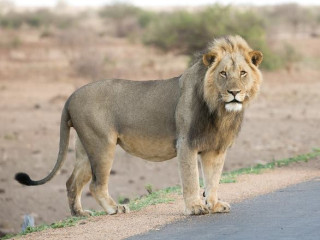 Afbeelding voor Big Five in Afrika