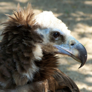 Afbeelding voor Vogels kijken in zuidwest-Spanje