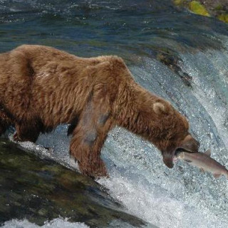 Afbeelding voor Beren spotten in Katmai National Park