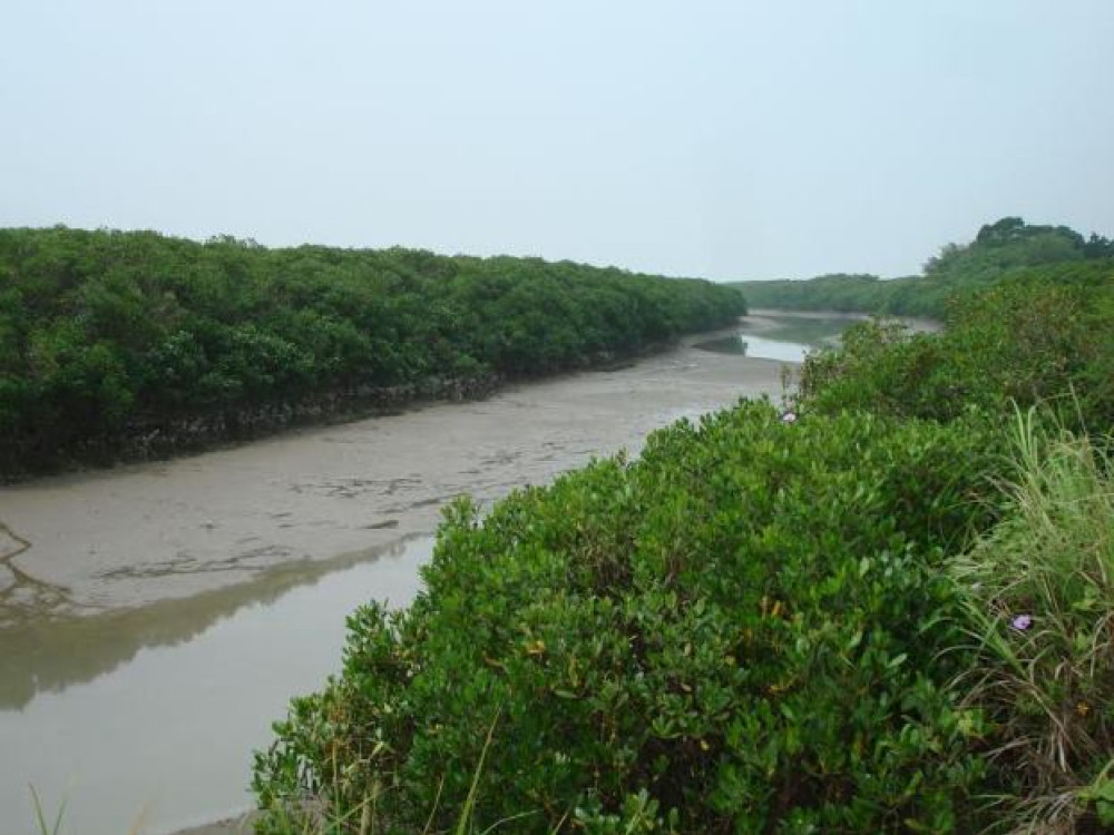 Mangrove Taiwan