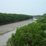 Afbeelding voor Tamsui River Mangrove Conservation Area