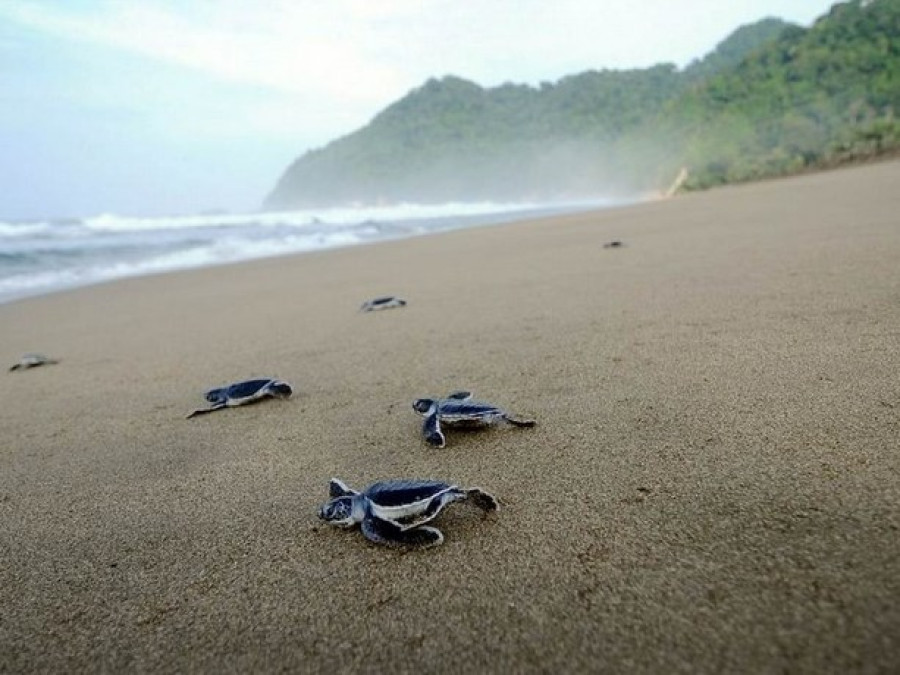 Babyschildpadden