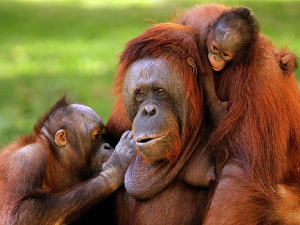 Orang-oetans in Maleisië