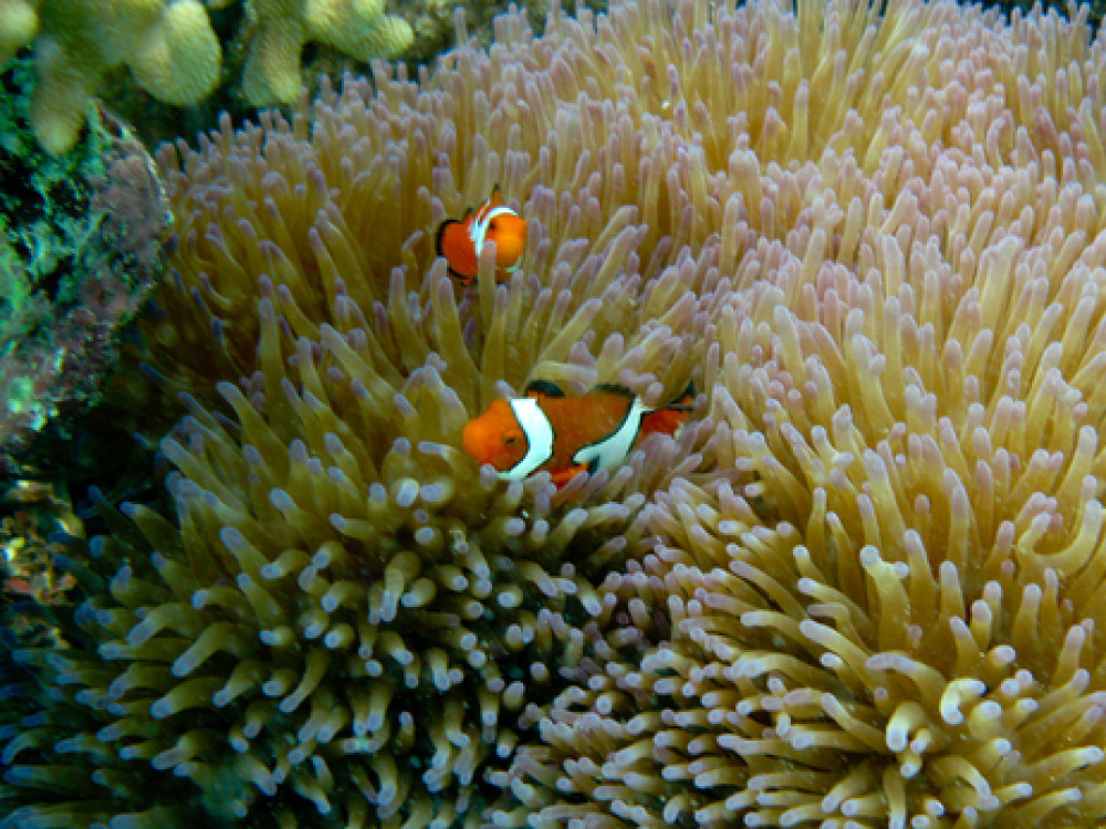 Great Barrier Rif