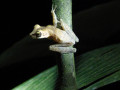 Kikker Ecuador