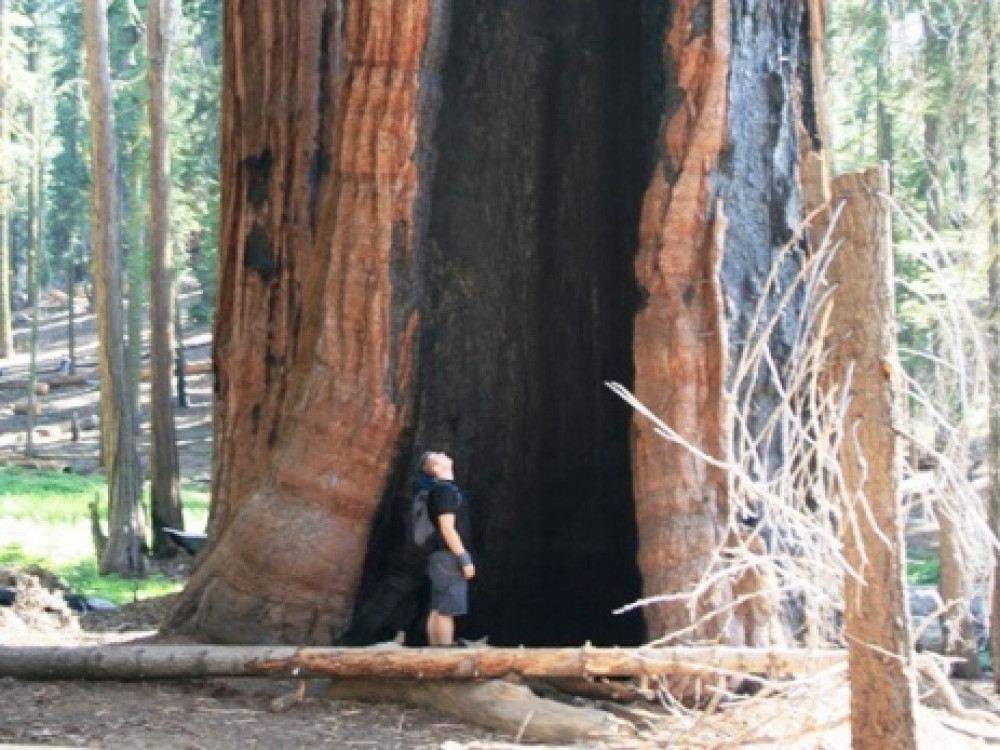 Sequoia