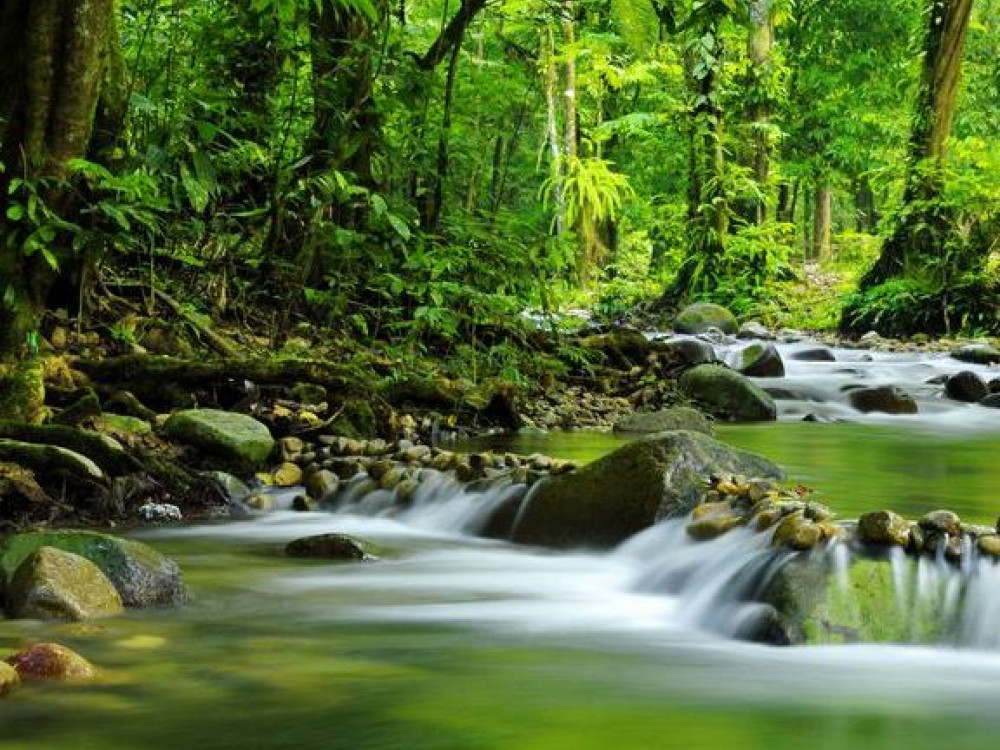 daintree