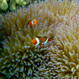 Afbeelding voor Duiken en snorkelen bij het Great Barrier Reef
