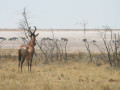 Hartebeest Namibië