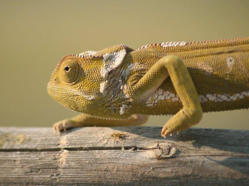 Kameleon in Namibië