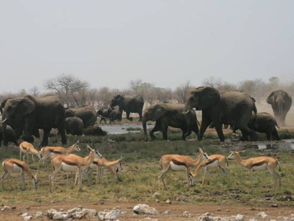 Olifanten en springbokken