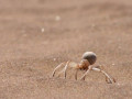 White lady spider