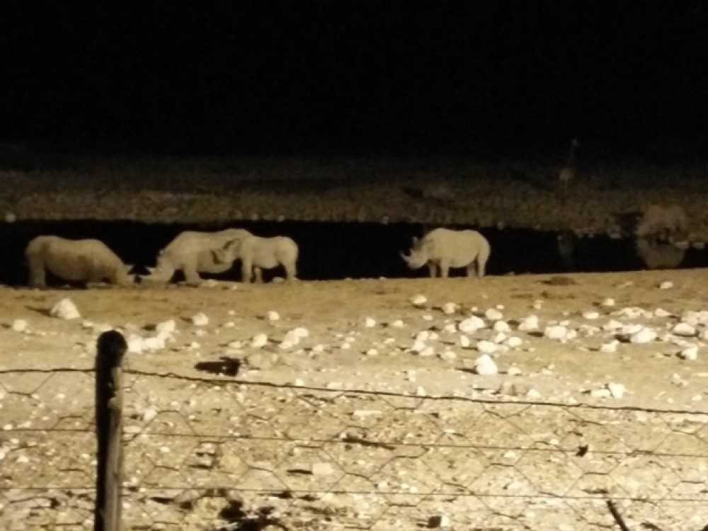 7 zwarte neushoorns gespot