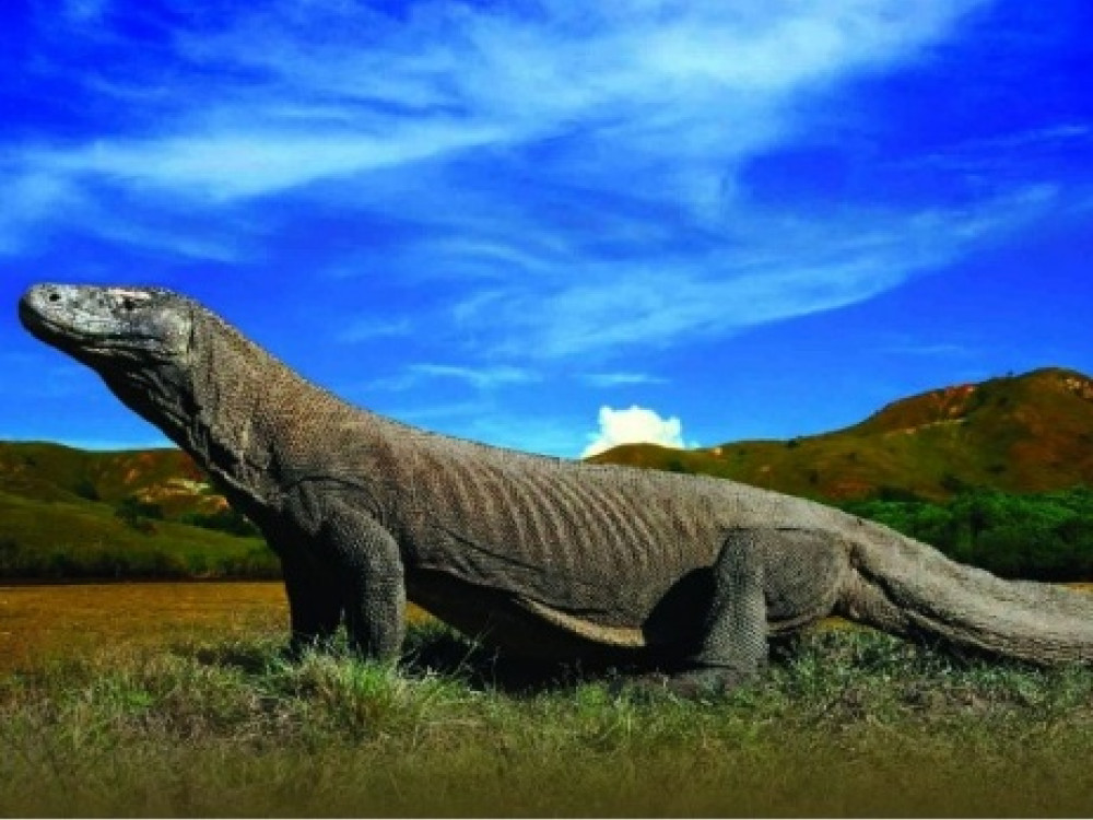 Komodo