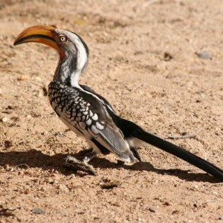 Afbeelding voor Vogels in Etosha