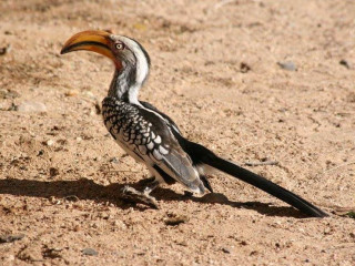 Afbeelding voor Vogels in Etosha