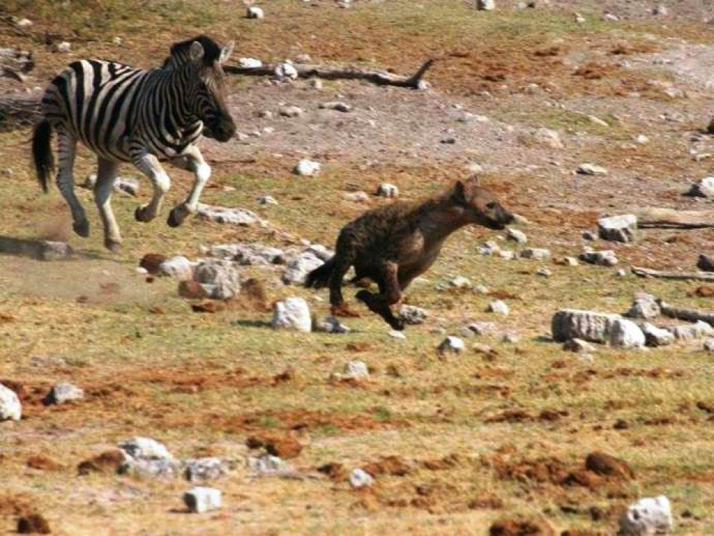Hyena zebra fight