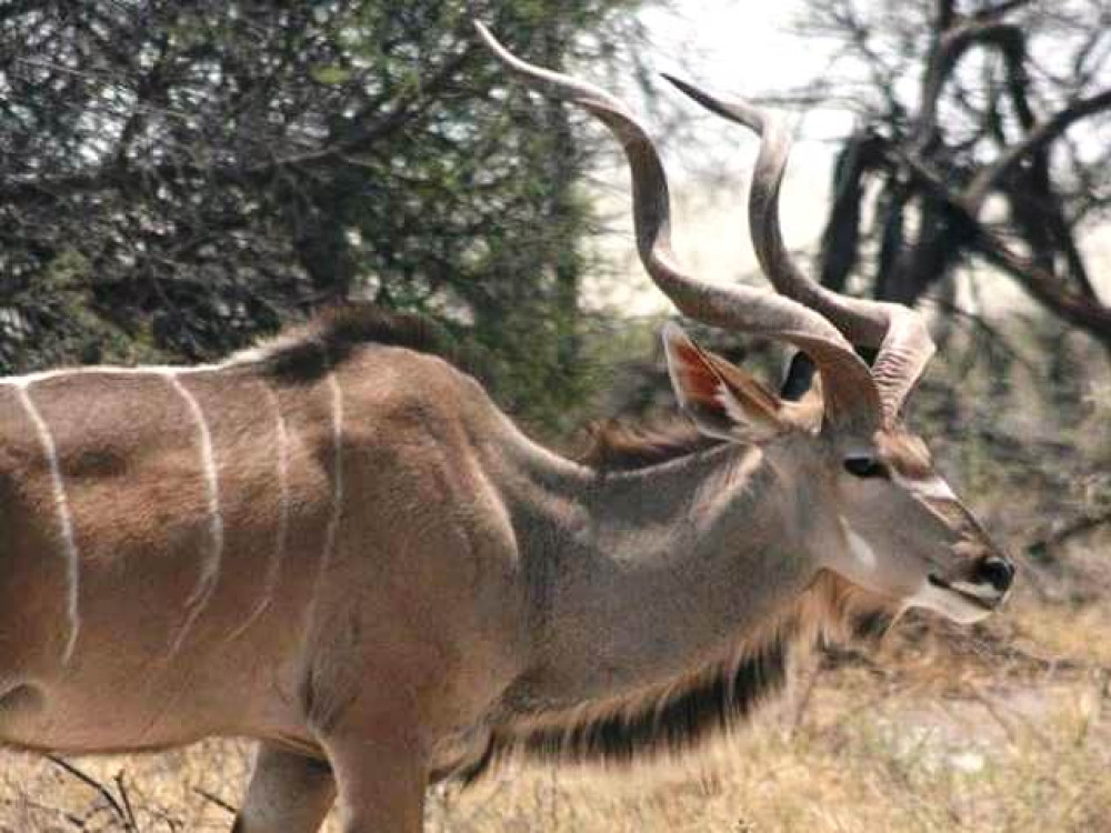 Kudu