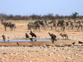 Waterhole