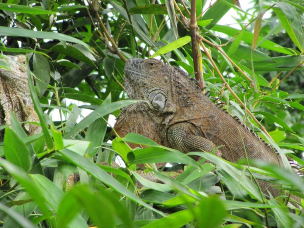 Dieren Costa Rica