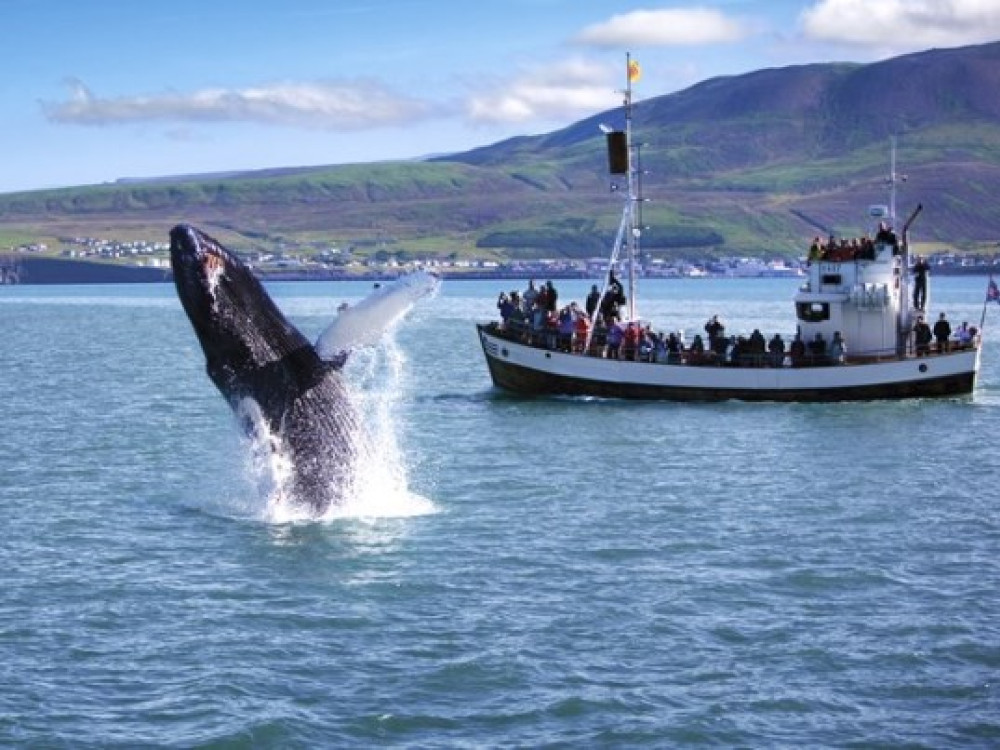 Walvissen IJsland