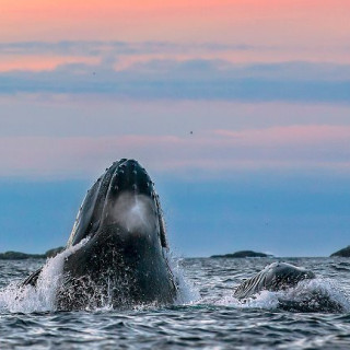 Afbeelding voor Walvissen spotten in Noorwegen