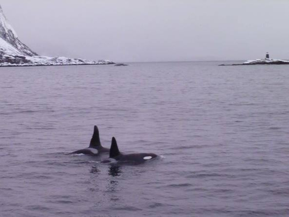 Orka's bij Tromvik