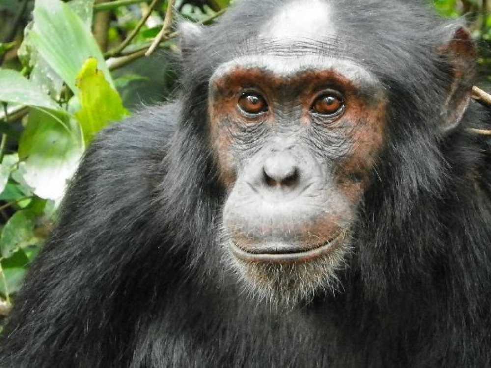 Chimpansee