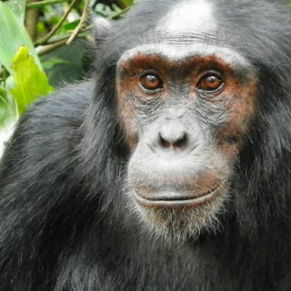 Afbeelding voor Chimpansee tracking Kibale