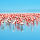 Afbeelding voor Flamingos fotograferen bij Lake Nakuru
