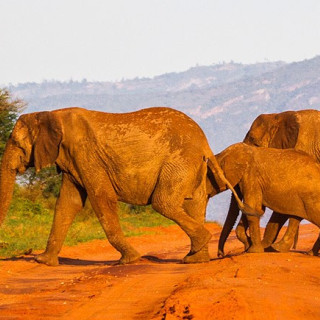 Afbeelding voor Rode olifanten van Tsavo