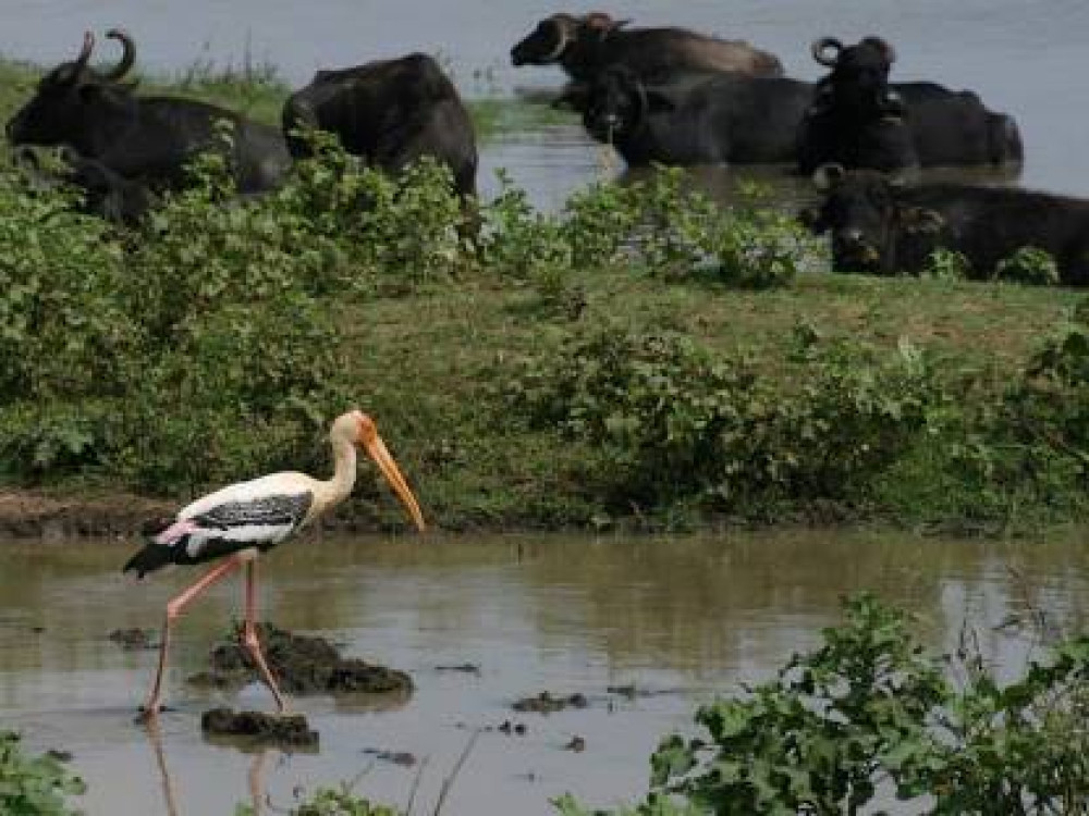 Sri Lanka