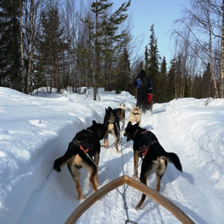 Afbeelding voor Winterreis naar Lapland