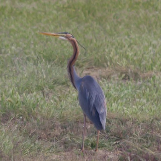 Afbeelding voor Vogels in Navarra