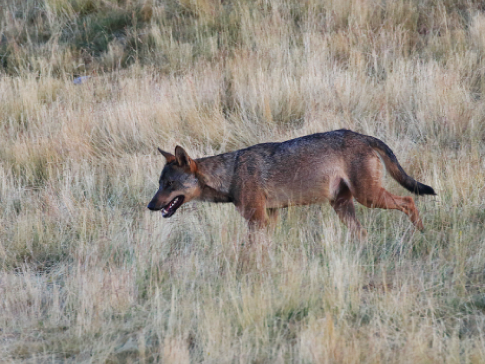 Iberische Wolf