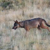Afbeelding voor Wolven in Spanje