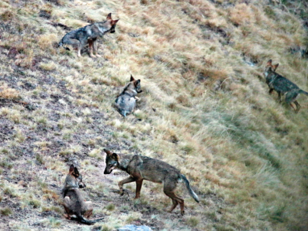 Familie Wolf