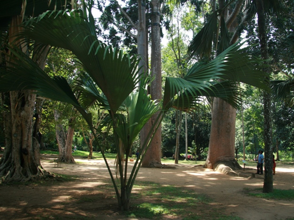 Peradeniya