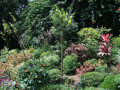 Planten Sri Lanka