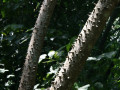 Peradeniya tuinen