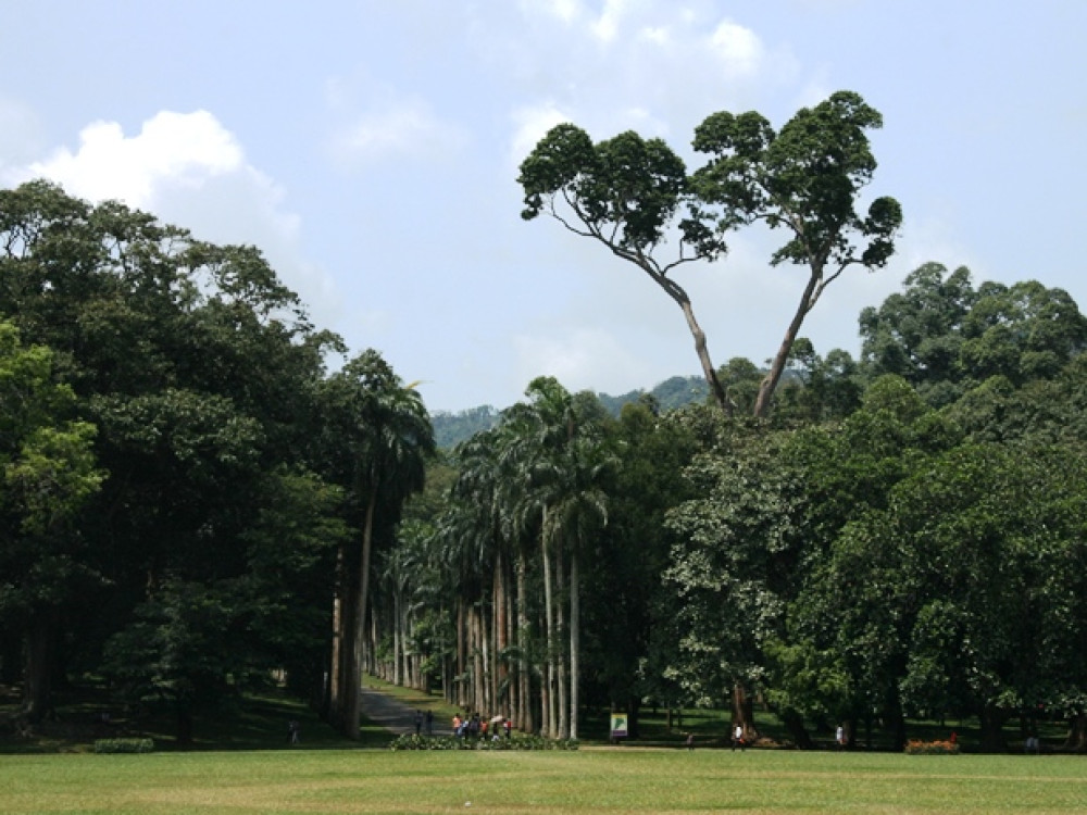 Avenue of Royal Palms