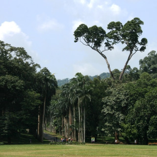 Afbeelding voor Botanische tuinen in Sri Lanka