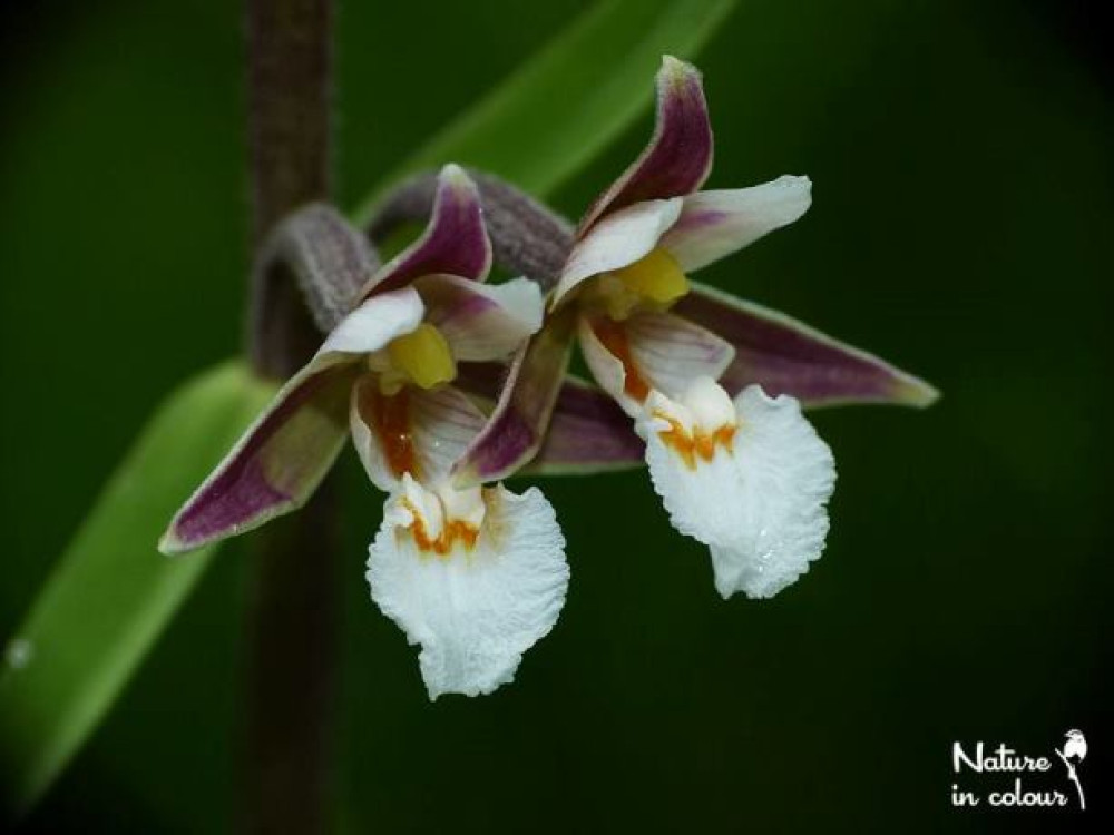 Orchideeën in Slovenië