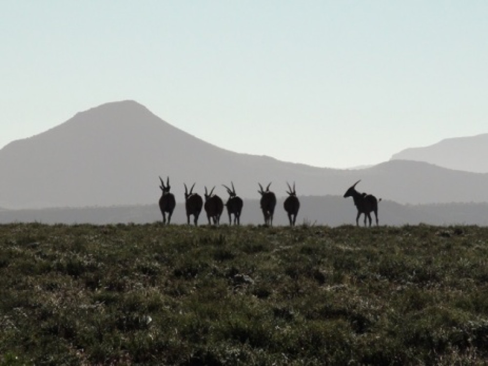 Singlereis Zuid-Afrika