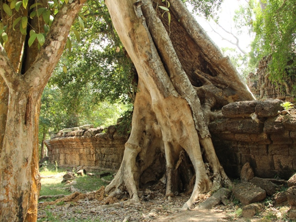 Ta Phrom