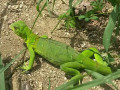 Leguaan
