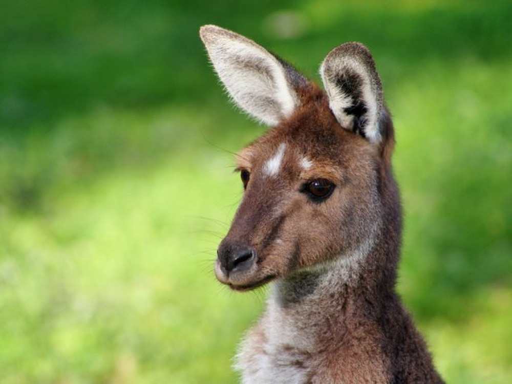 Wildlife Australië