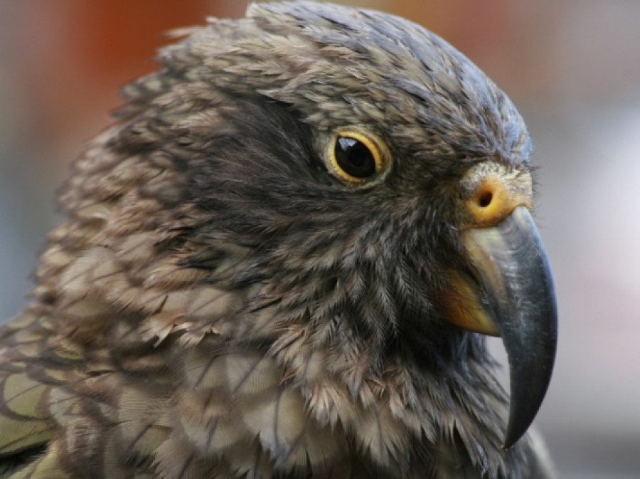 Vogels Nieuw-Zeeland