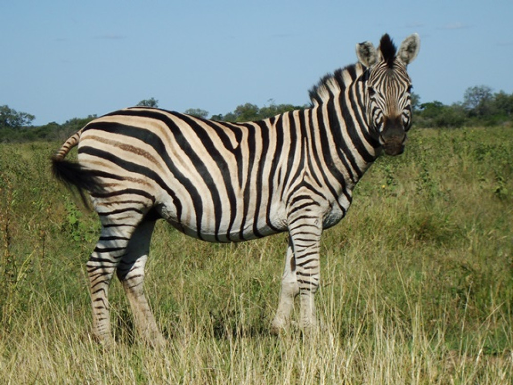 Safari Zuid-Afrika Kruger